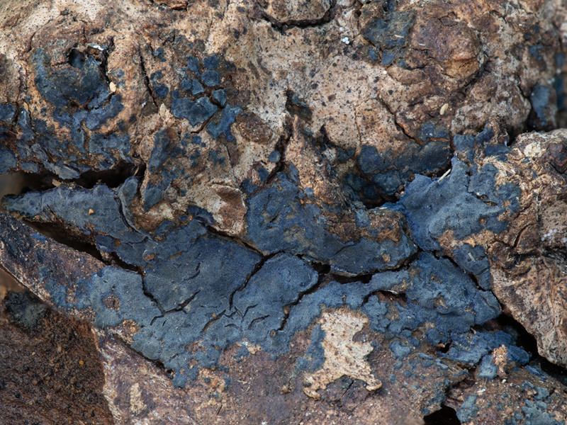 Terana caerulea